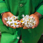 Lady in green coat holding harvested pyrethrum flowers